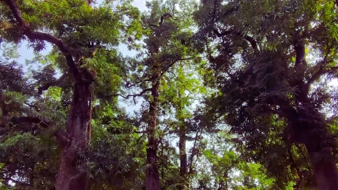 Reconnect with loved ones at the best 10 picnic spots in Kolkata. Discover serene locations for a perfect day out in the city.