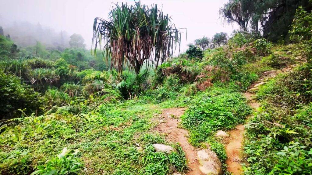 Rongo: Where Silence Whispers