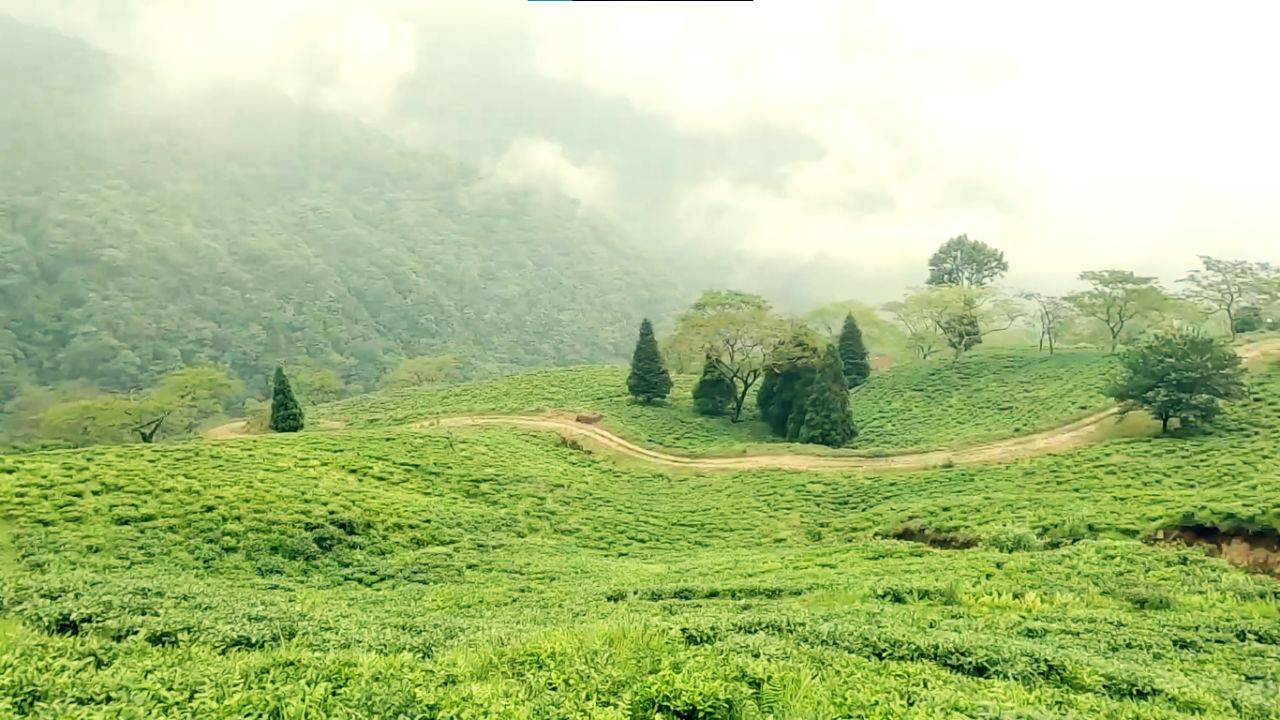 Rangaroon is a serene offbeat destination surrounded by lush greenery and scenic views attracting travellers from every corner.