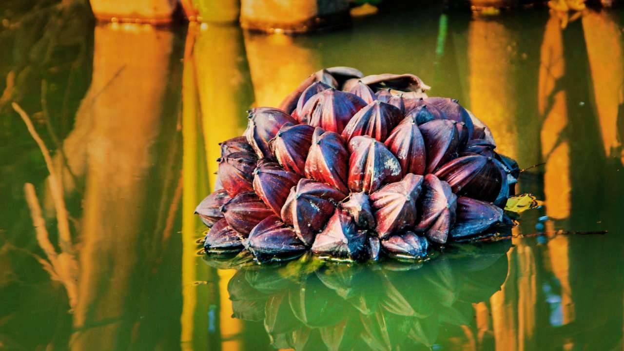 Before jumping straight into your Sundarbans trip, ensure that you follow these top 5 health tips from your best tour guide, mapunseen.